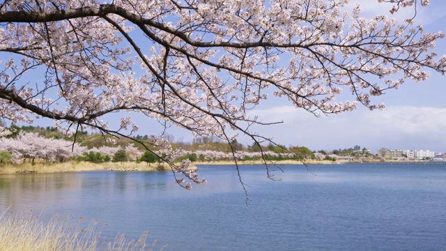 Cherry blossoms by a tranquil lake