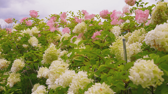 Blooming hydrangea bushes