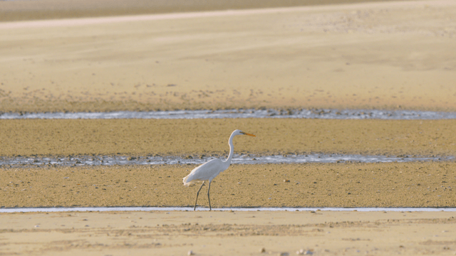 Egret walking on sandy beach