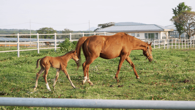 Mare and foal grazing in a pasture
