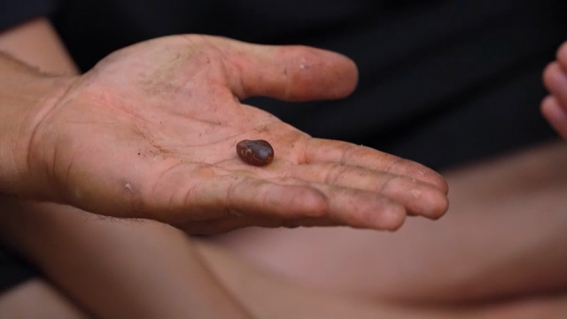 Hands holding and examining cacao beans