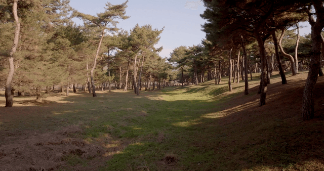 A serene forest with sunlight filtering through