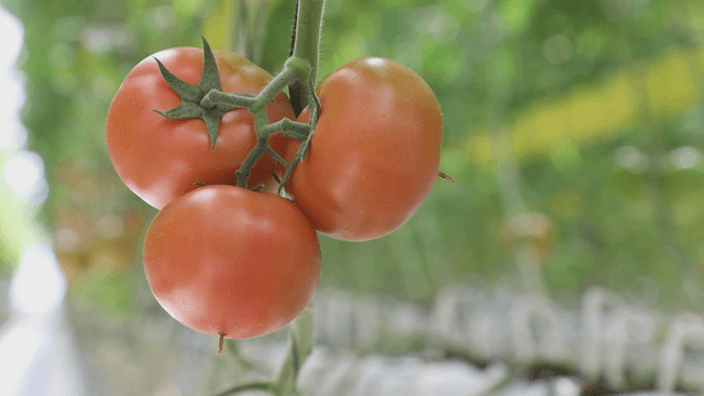 Ripe tomatoes hanging on a vine