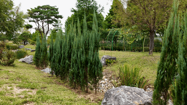 Serene garden with lush greenery
