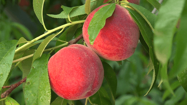 Fully ripened peaches on the tree