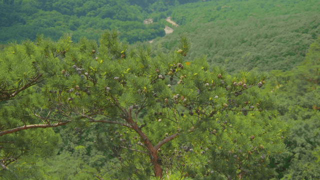 Green pine trees in the forest