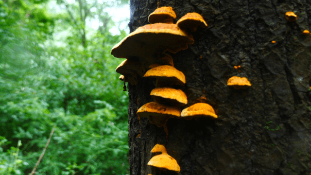 Mushrooms growing on a tree in a forest