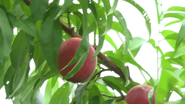 Hand picking ripe peaches from a tree