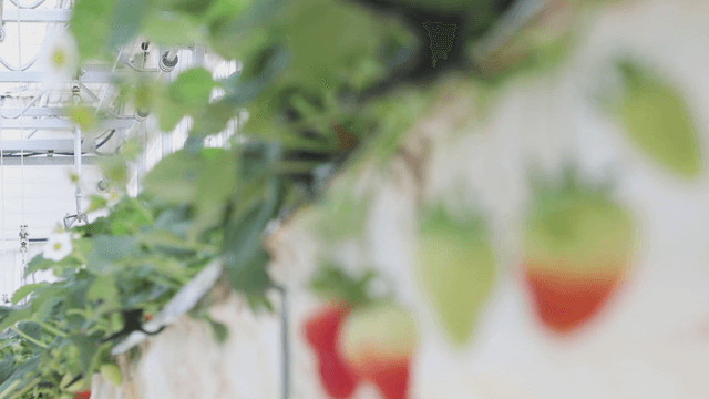 Strawberries ripening in a greenhouse