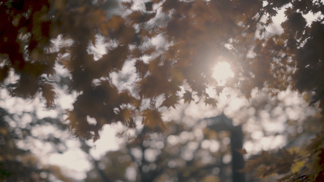 Sunlight filtering through autumn leaves