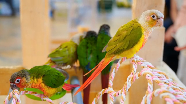 Colorful parrots perched on ropes indoors