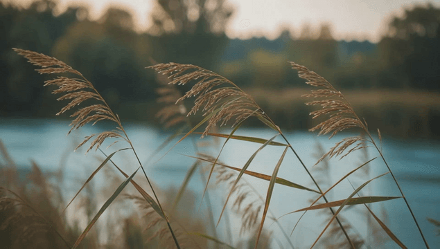 Swaying reeds by calm riverside