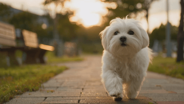 Small white puppy running on the sidewalk