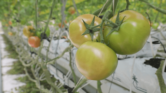 Tomatoes growing in a greenhouse