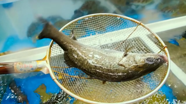 Fish caught in a net in a water tank