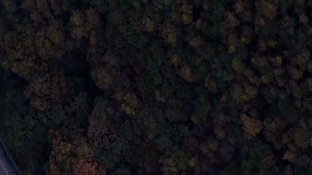 Dense forest with autumn foliage
