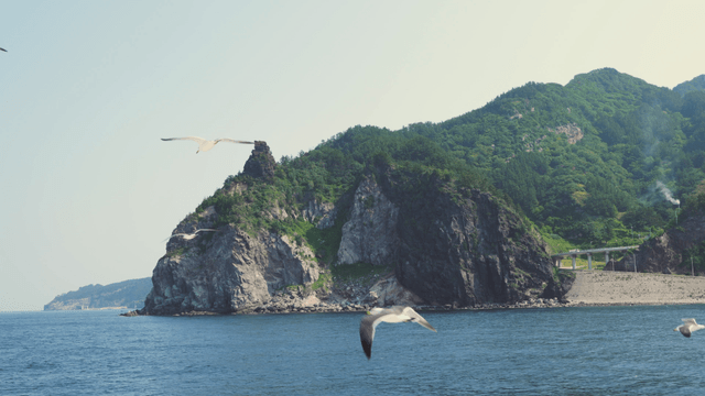 Seagulls flying near a rocky coastline