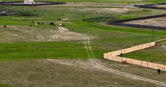 Cattle grazing on a vast green pasture