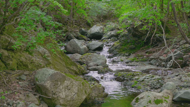 Cool valley stream flowing beneath the green mountain forest