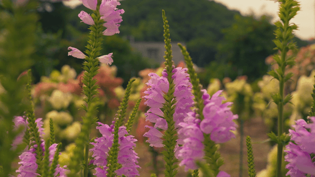 Colorful garden with blooming flowers