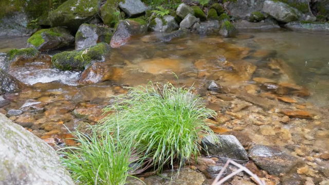 A tranquil stream with mossy rocks