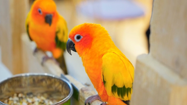 Colorful parrots perched on a branch