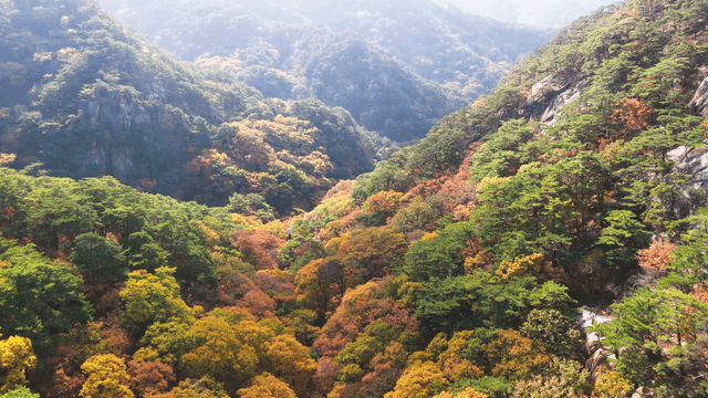 High landscape with an autumn forest of vivid foliage