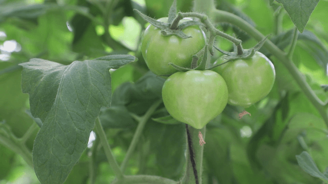 Green tomatoes growing on a vine