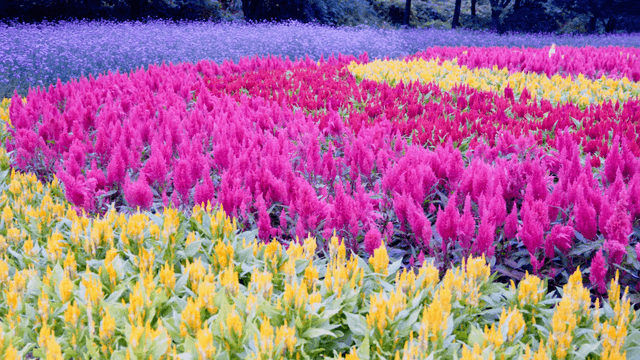 Layers of yellow, pink, and purple forming a colorful flower field