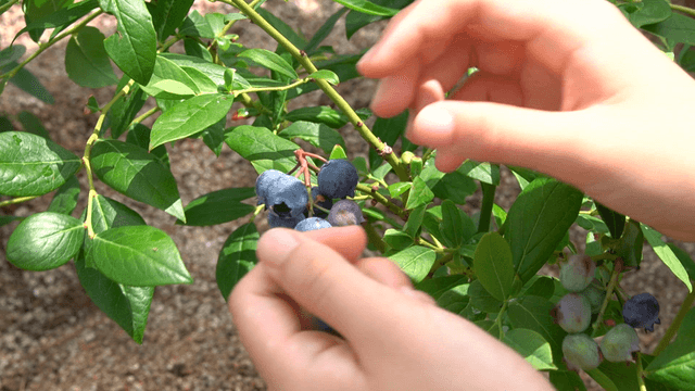 Hand quickly picking ripe blueberries