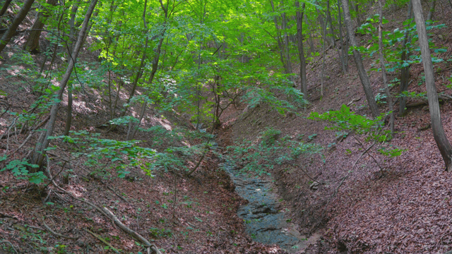 Serene forest with a small stream