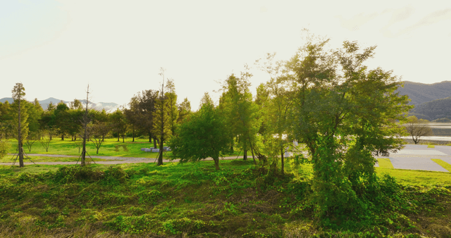 A serene park with trees and a distant lake