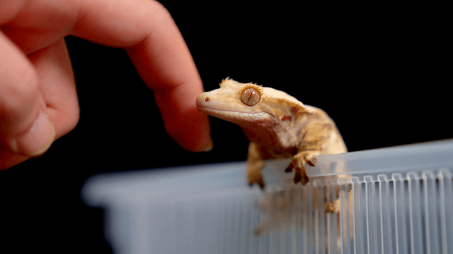Hand playing with gecko on plastic container