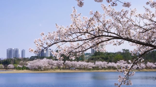 고요한 호숫가의 벚꽃