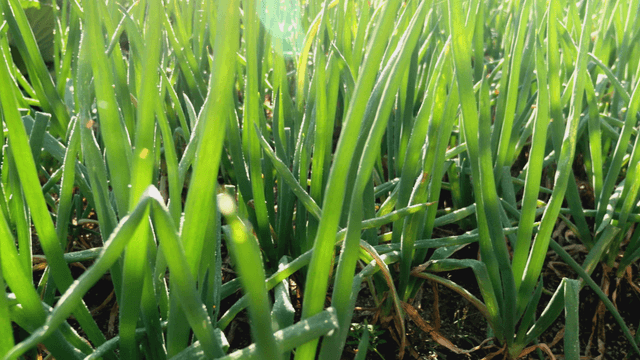 Green onion farm growing in sunlight