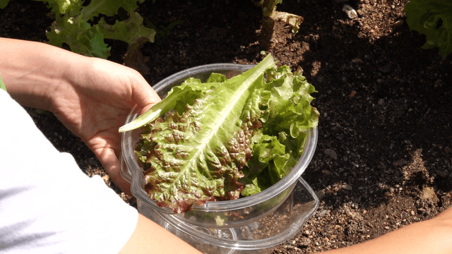 Person harvesting fresh lettuce in a garden