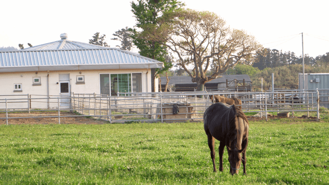 Horses grazing peacefully in a green pasture