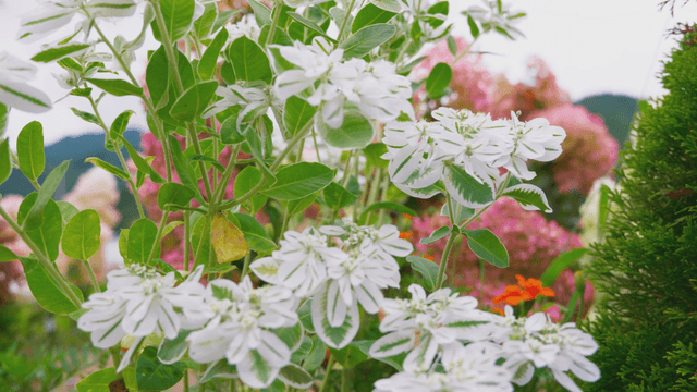 White flowers blooming in green field