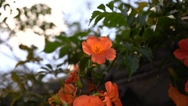 Orange trumpet flowers blooming in sunlight