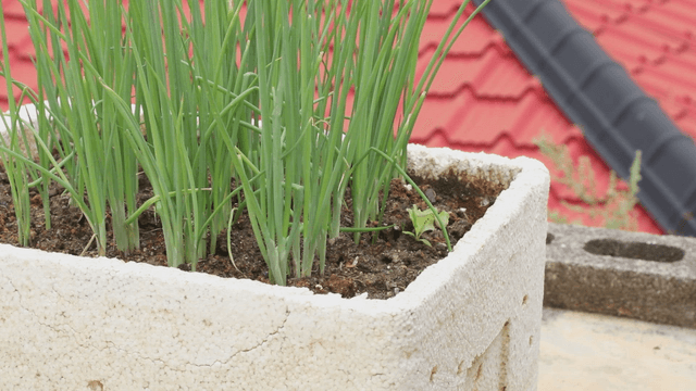 Green onions growing in a planter