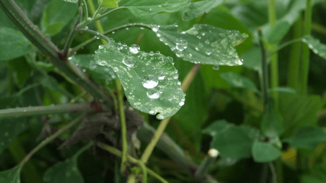 Green leaf with raindrops