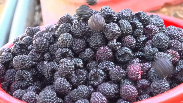 Fresh black raspberries in a red basket