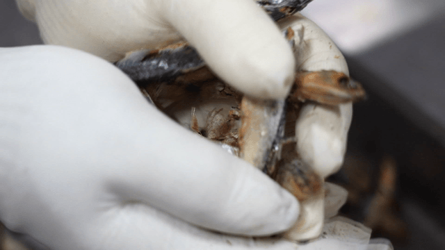 마른 멸치를 잡고 부수는 장갑 낀 손