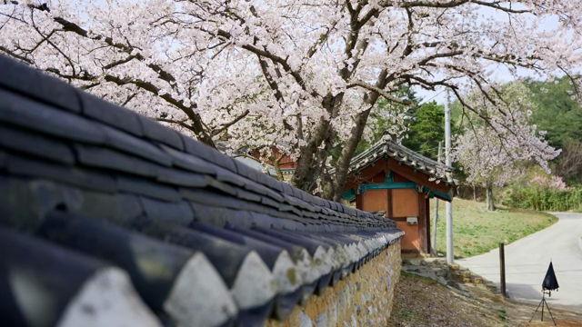 Cherry blossoms over a traditional Korean wall