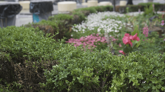 Rain falling on a vibrant garden full of flowers