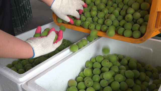 Sorting green plums into containers