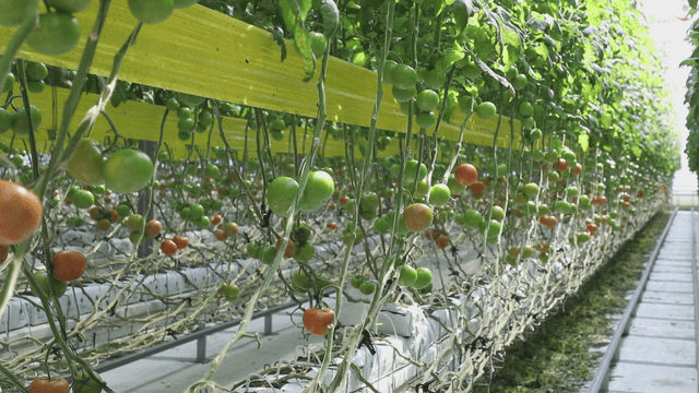 Greenhouse with rows of tomato plants