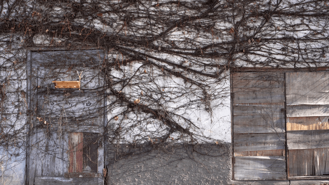 Old building covered with dry vines