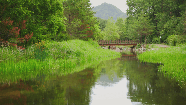River surrounded by dense forest on a rainy day