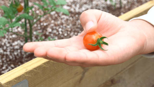 Hand holding ripe cherry tomatoes